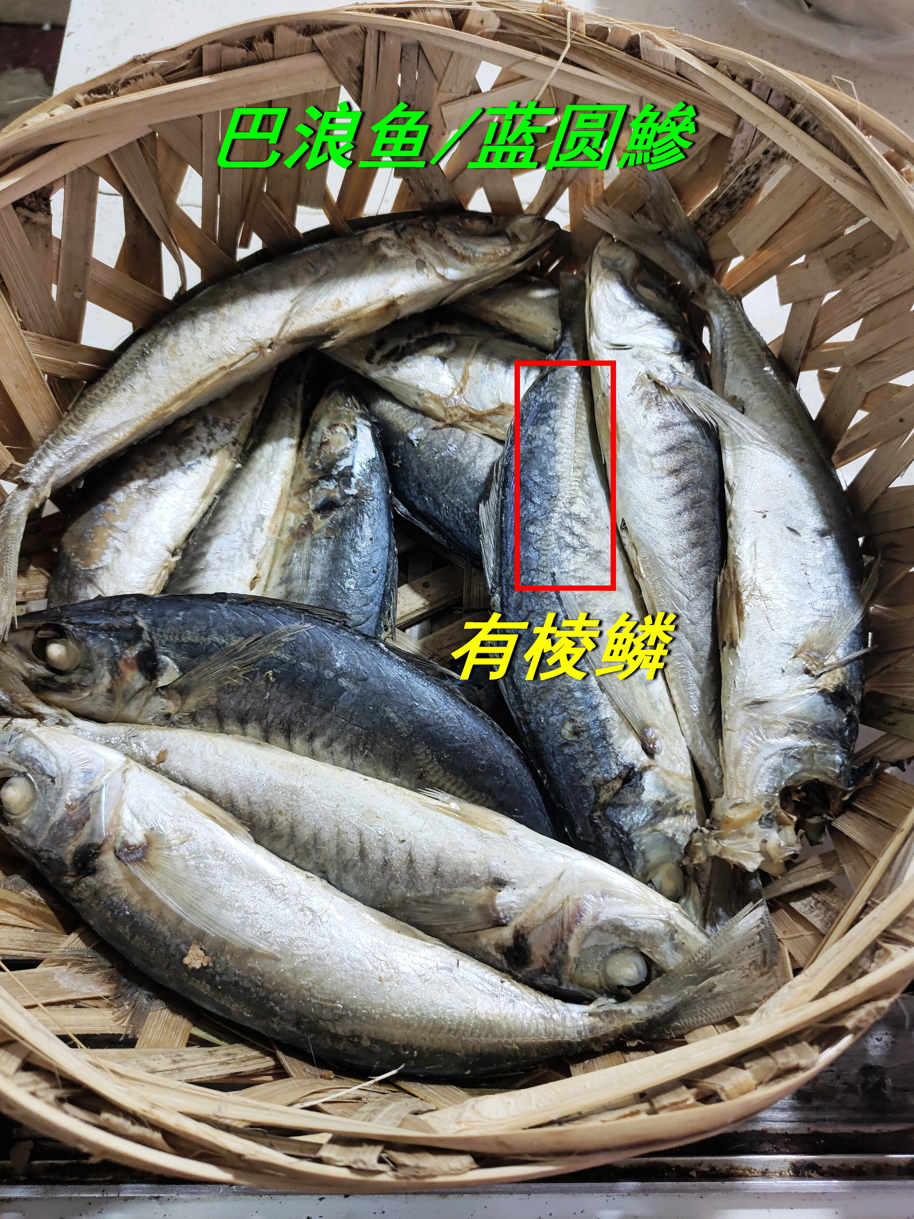 潮汕鱼饭最常见的两种。1、巴浪鱼，蓝圆鰺，滋味更佳，尾部向上有棱鳞。2、花仙鱼，