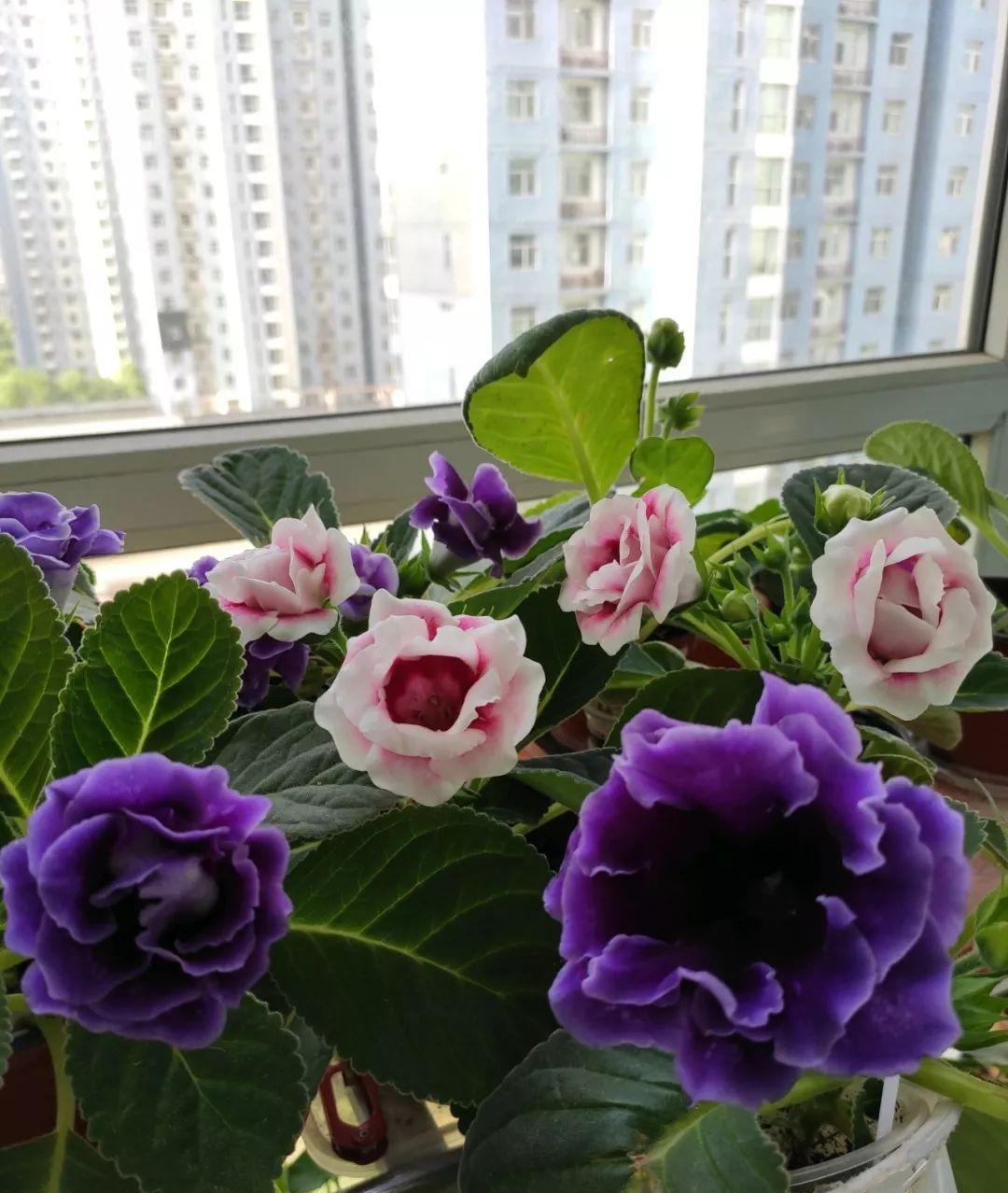 大岩桐一种草本植物，叶片大，花朵大
重瓣的大岩桐，花瓣层层叠叠
可以和“牡丹、月