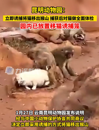 奇怪了，昆明动物园里的两只猫诱捕失败后便凭空消失了，好多人一起找也没找到。

猴