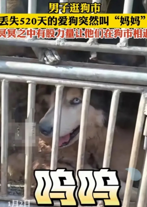 “不可思议！”河南一男子逛狗市，居然在某商贩的铁笼子里，看到了丢失了520天的阿