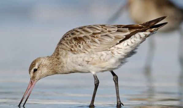 不吃不喝飞行11天，跨越13560公里，比轰炸机还能飞！这种鸟怎么做到的？原来，