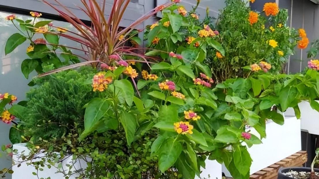 夏日，招蜂引蝶的“大毒花”，却是庭院“蚊虫”终结者！