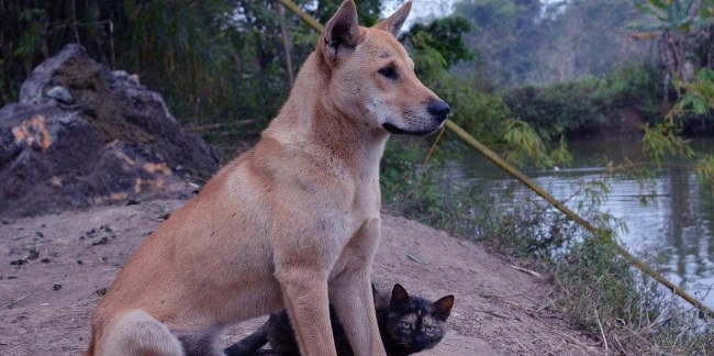明明农村养狗的更多，为何却很少发生恶犬伤人的行为? 原因很简单!
农村没有出现恶
