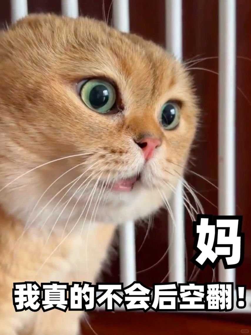 谁家猫会后空翻，赶紧抬上来
老天鹅😱我们要和总台春晚 合作了
还要在大年三十晚