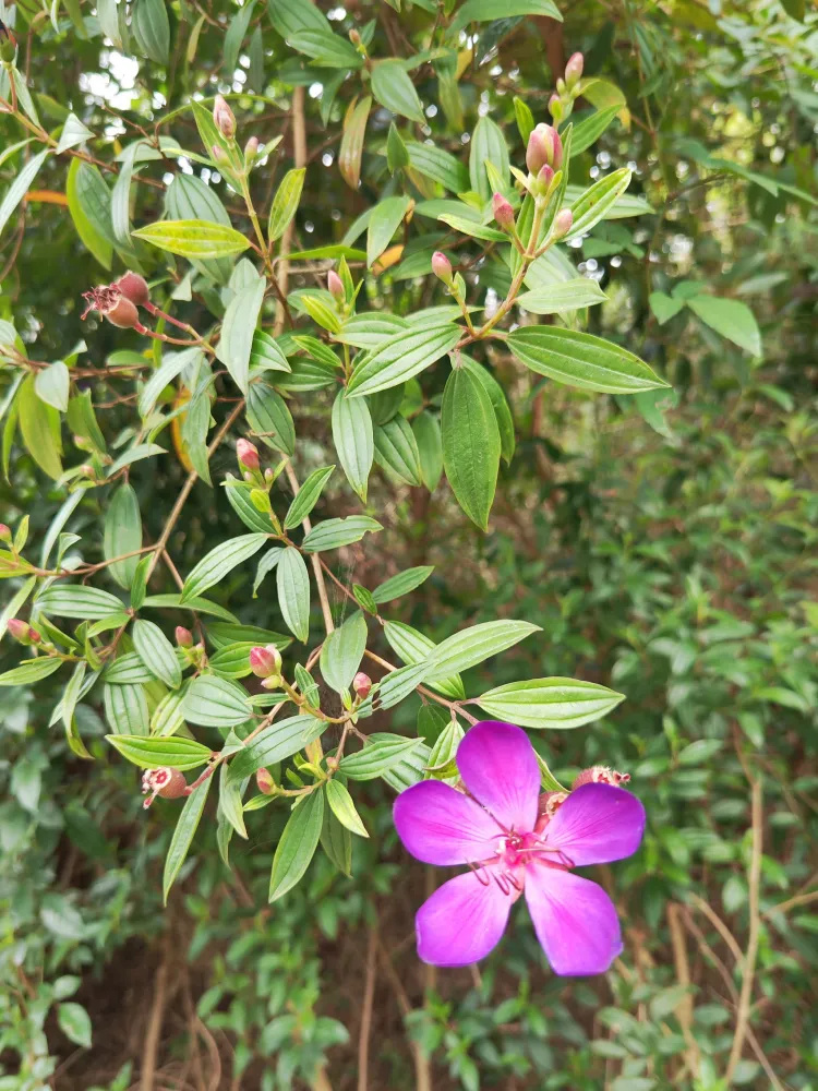 广州 帽峰山 徒步