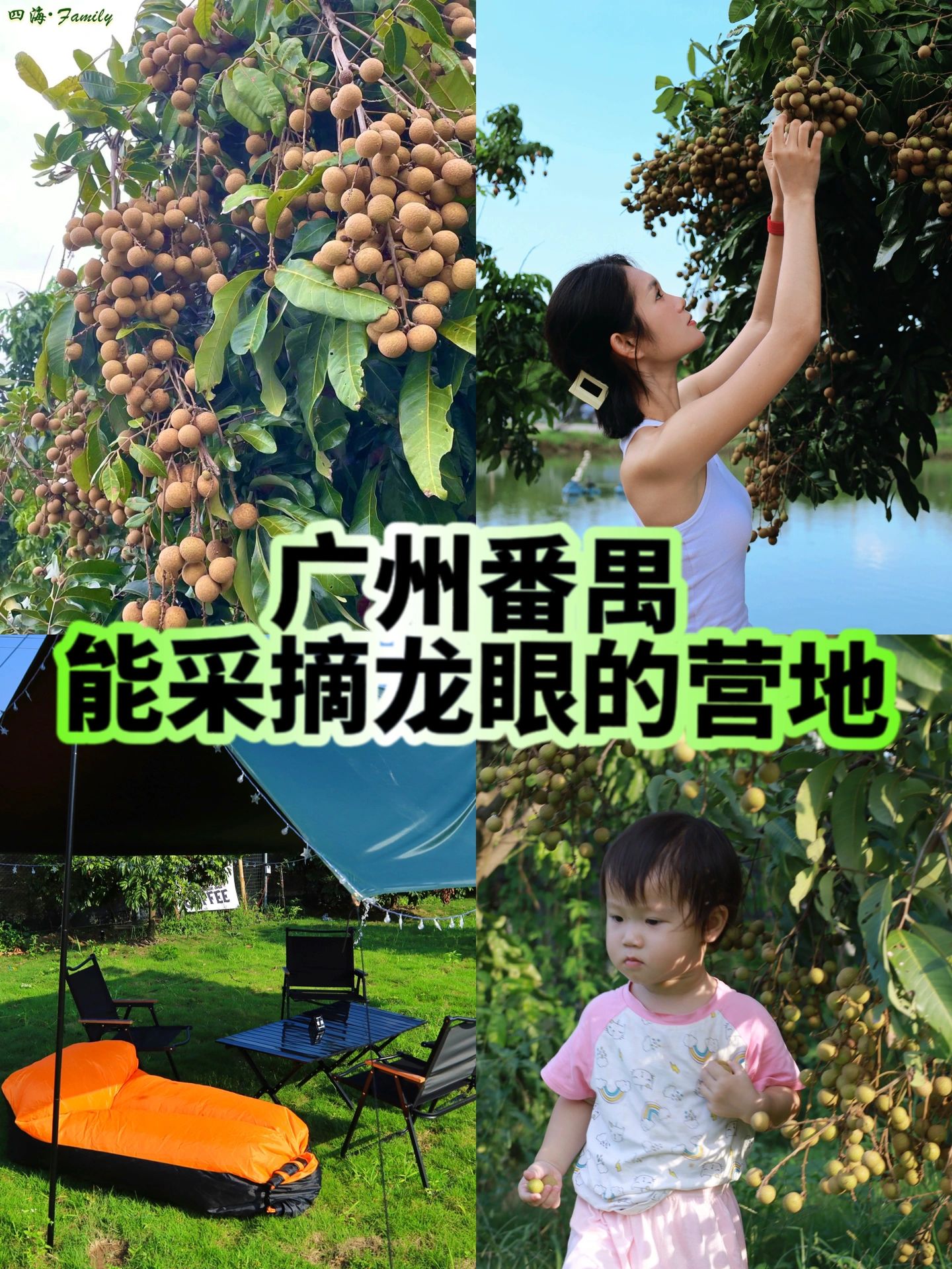 周末去哪儿｜这家营地龙眼又大又甜，去晚无