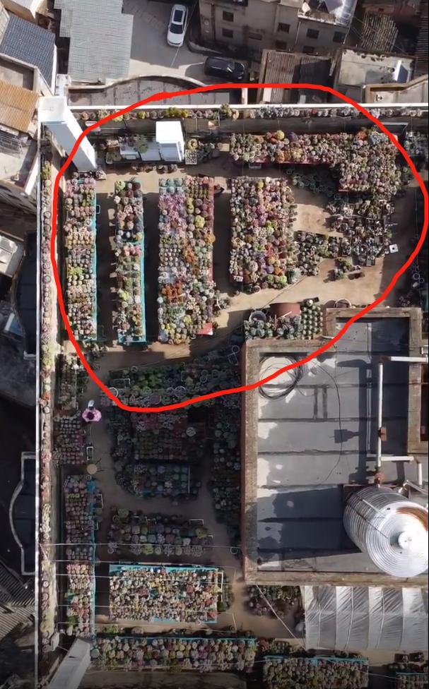 





多肉大户啊，这是要疯啊，根本数不清，也更本记不清，一天天就忙着浇水、