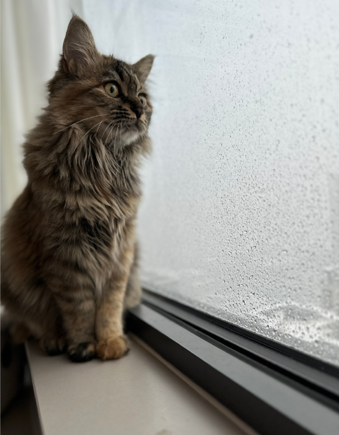 今日份开心：初雪❄&赏雪 