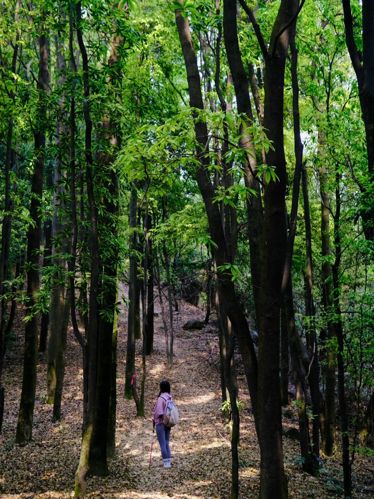 徒步 | 来帽峰山走野路子吧！