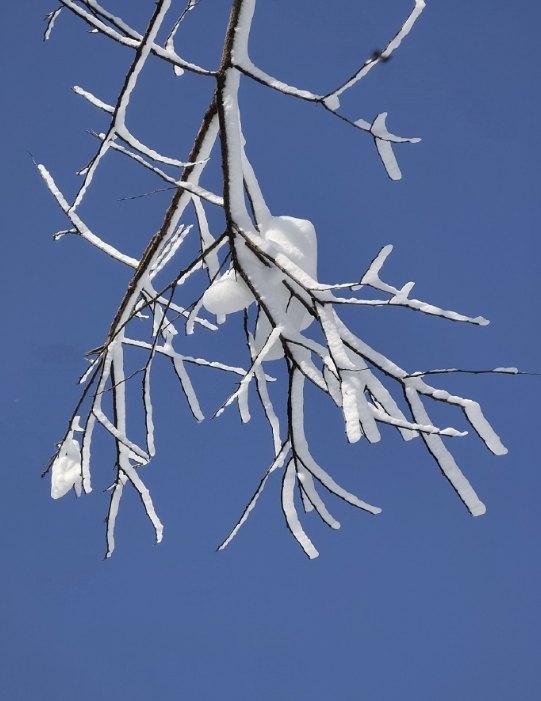 赏雪了，赏雪了 ​