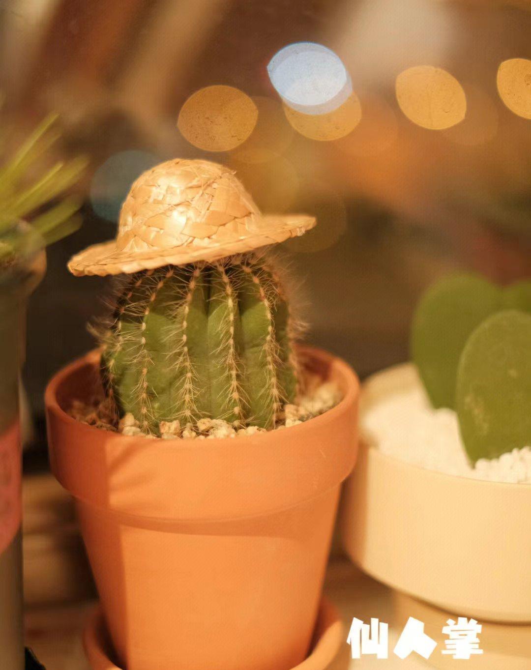 布置办公室怎么少得了绿意盎然、生命力满格的花卉绿植，改善室内空气，还能让我们干劲