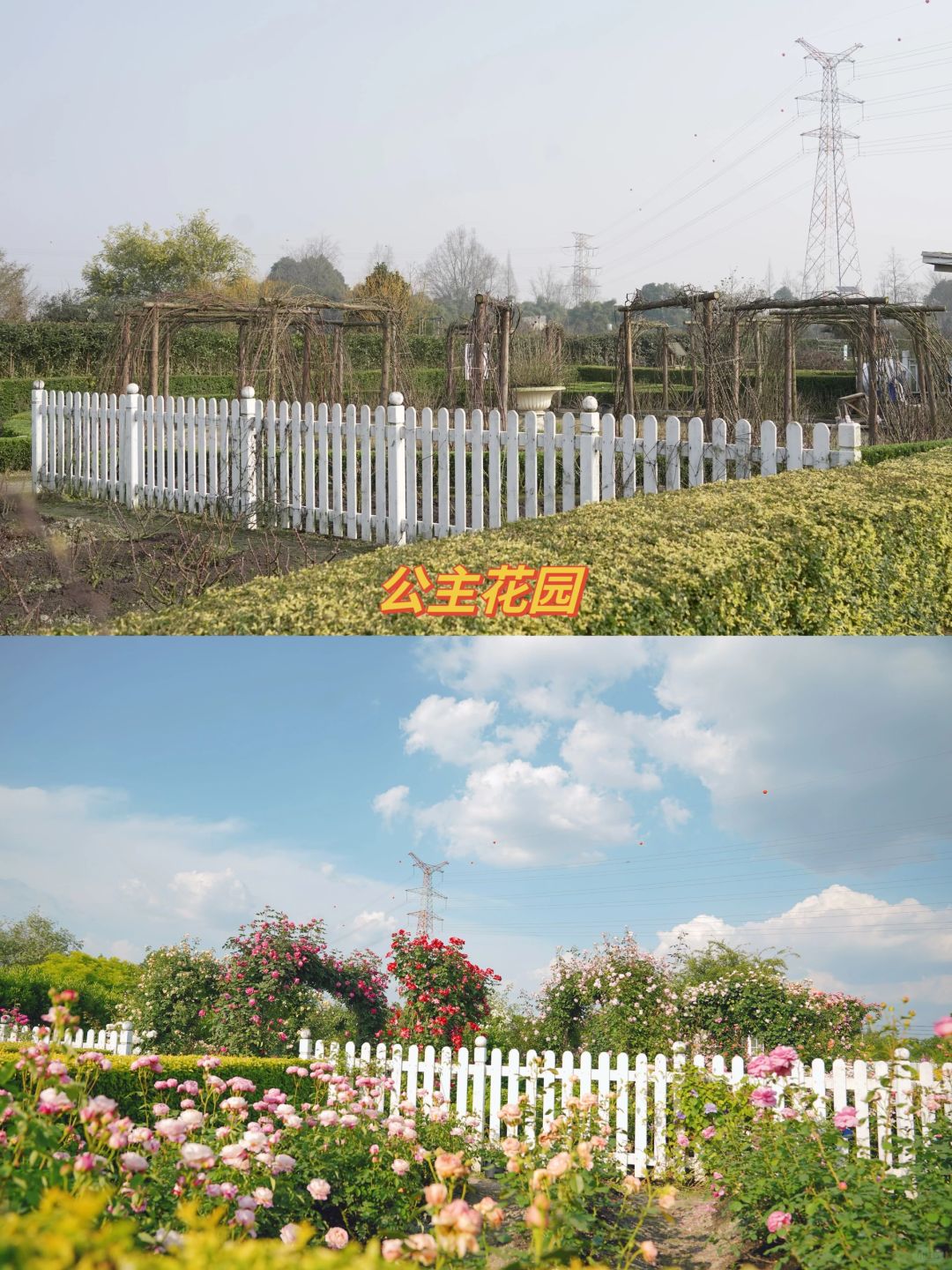 自然的魔法，光枝变花园
拥有花园之后，时常觉得大自然才是真正的魔法师，当初栽下的