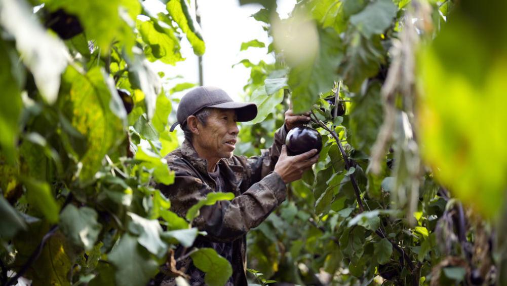 河北乐亭：发展设施农业 助力乡村振兴