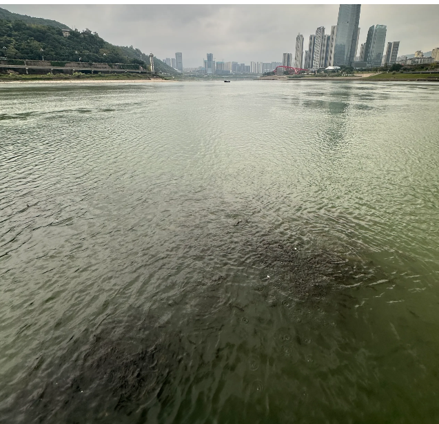 我的天哪！长江十年禁鱼还没几年，可是四川省宜宾市的长江里面，大鱼成群结队乌泱泱的