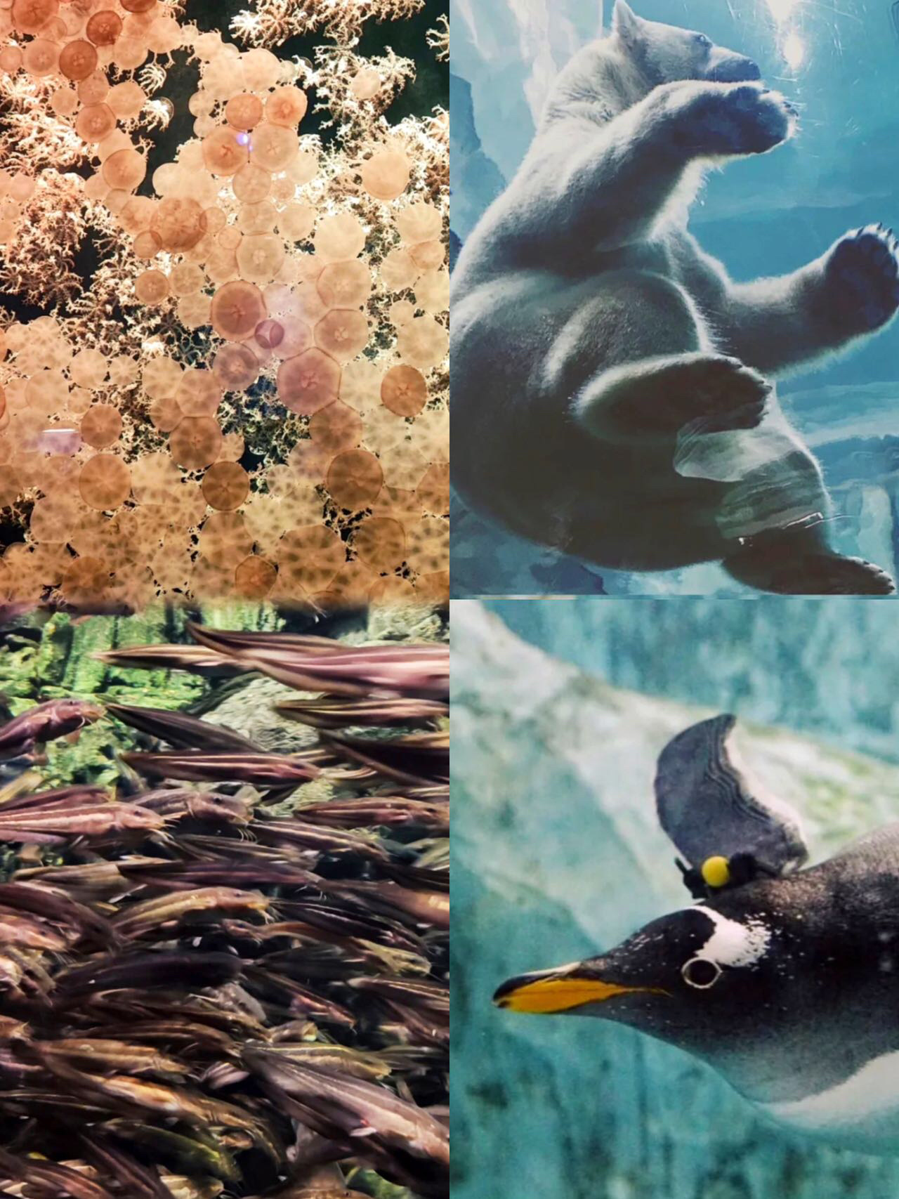 要带娃来珠海长隆海洋王国