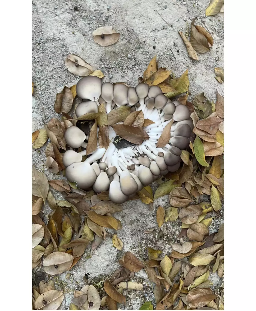 这个真的是能吃吗？在线急等