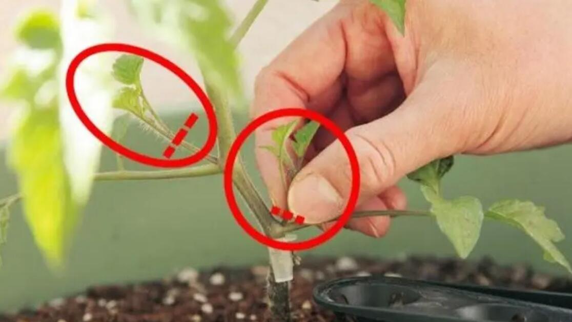 “掐尖、摘叶”伴随整个种植界，它什么时候该做，这事真的很讲究