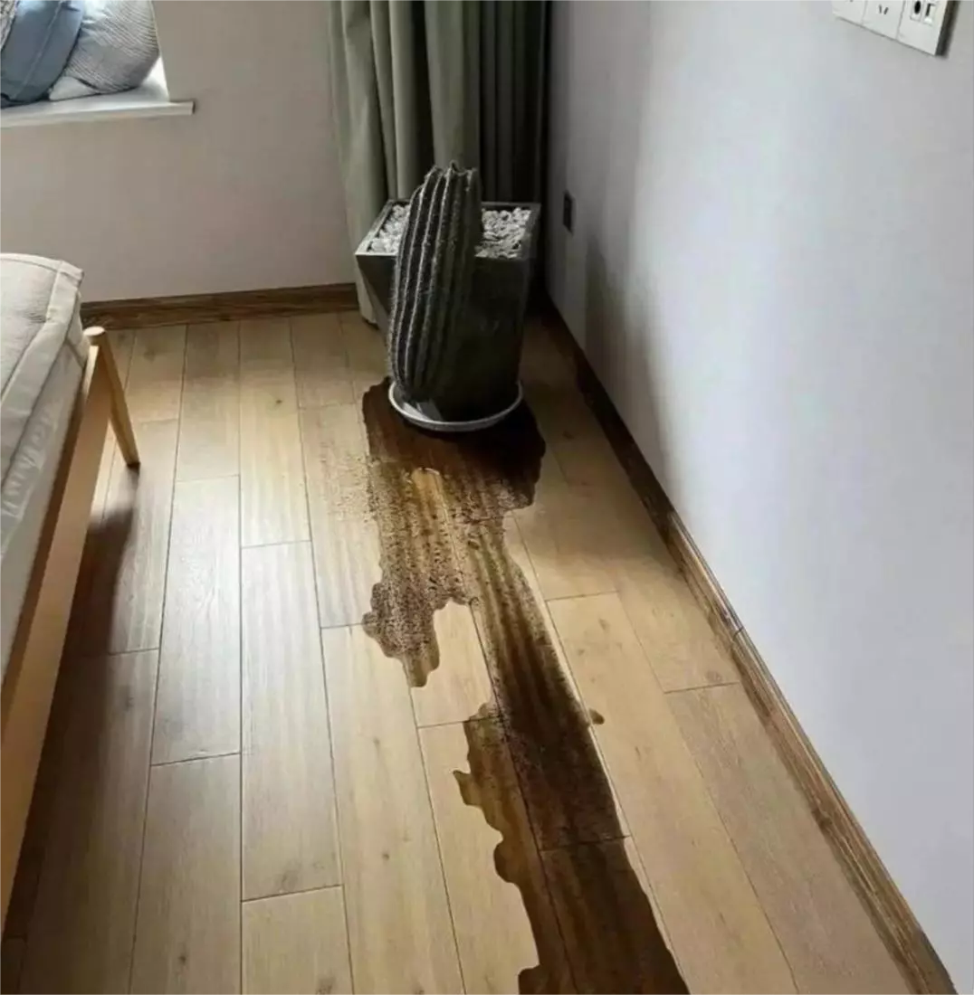 一夜之间就成了这样，它到底遇到了什么？