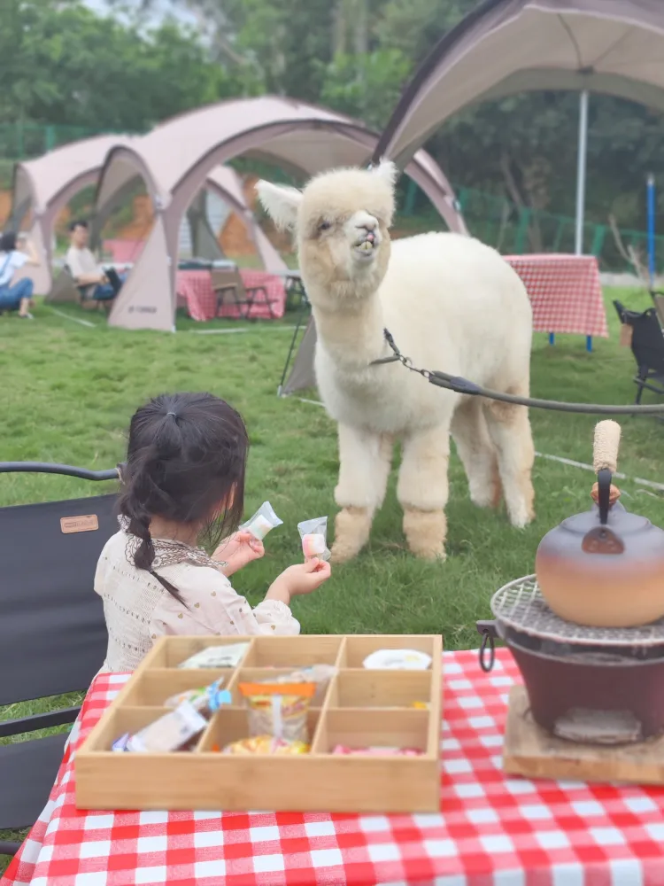 周末户外遛娃 这里有个溜羊驼的农场露营地
