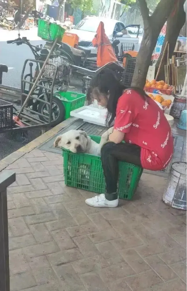 楼下卖菜的大姐养了一只拉布拉多，我还以为它是用来看摊的，没想到昨天经过时竟看到大