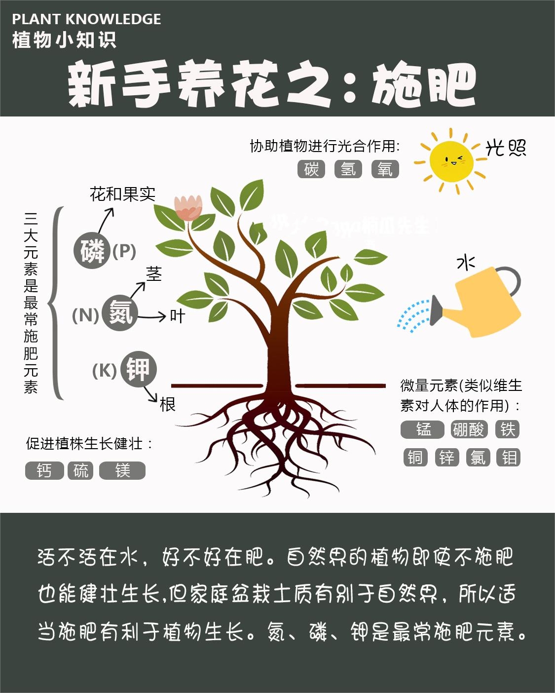 养花施肥入门教程#肥料作用#