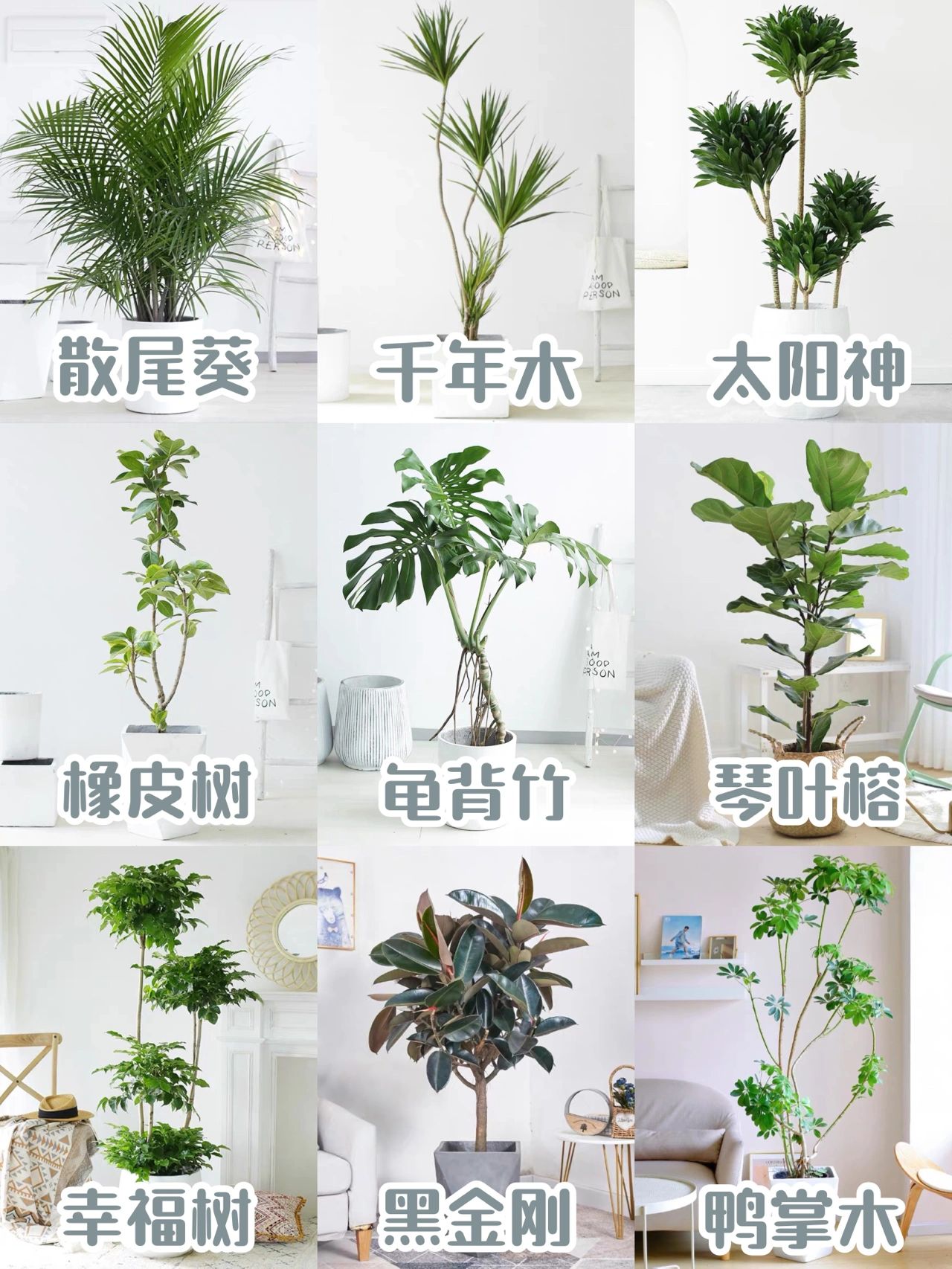 9款大型绿植盆栽#大叶子绿植盆栽名称#