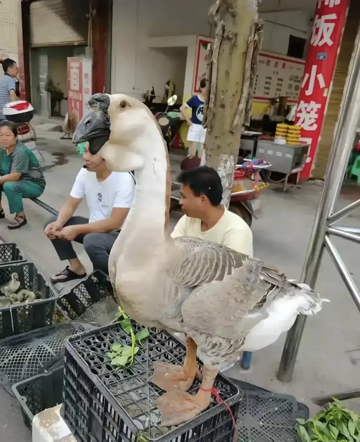 一位老板养了七八年的狮头鹅，他说起码能卖三千块，这特么忽悠谁呢？值这么多钱吗？[