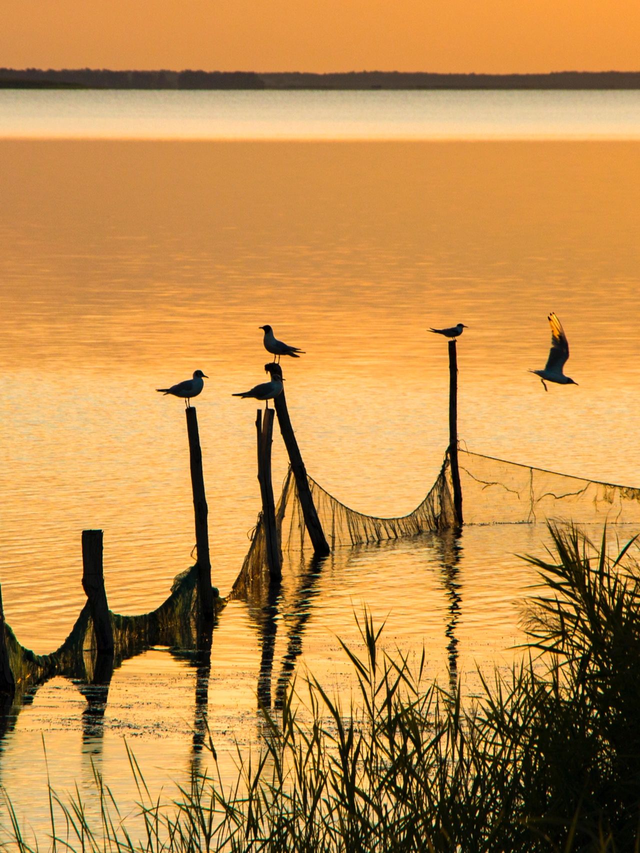 黑龙江大庆连环湖夏日避暑圣地
