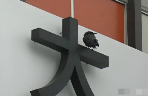 这只鸟真是让人无法忍受！