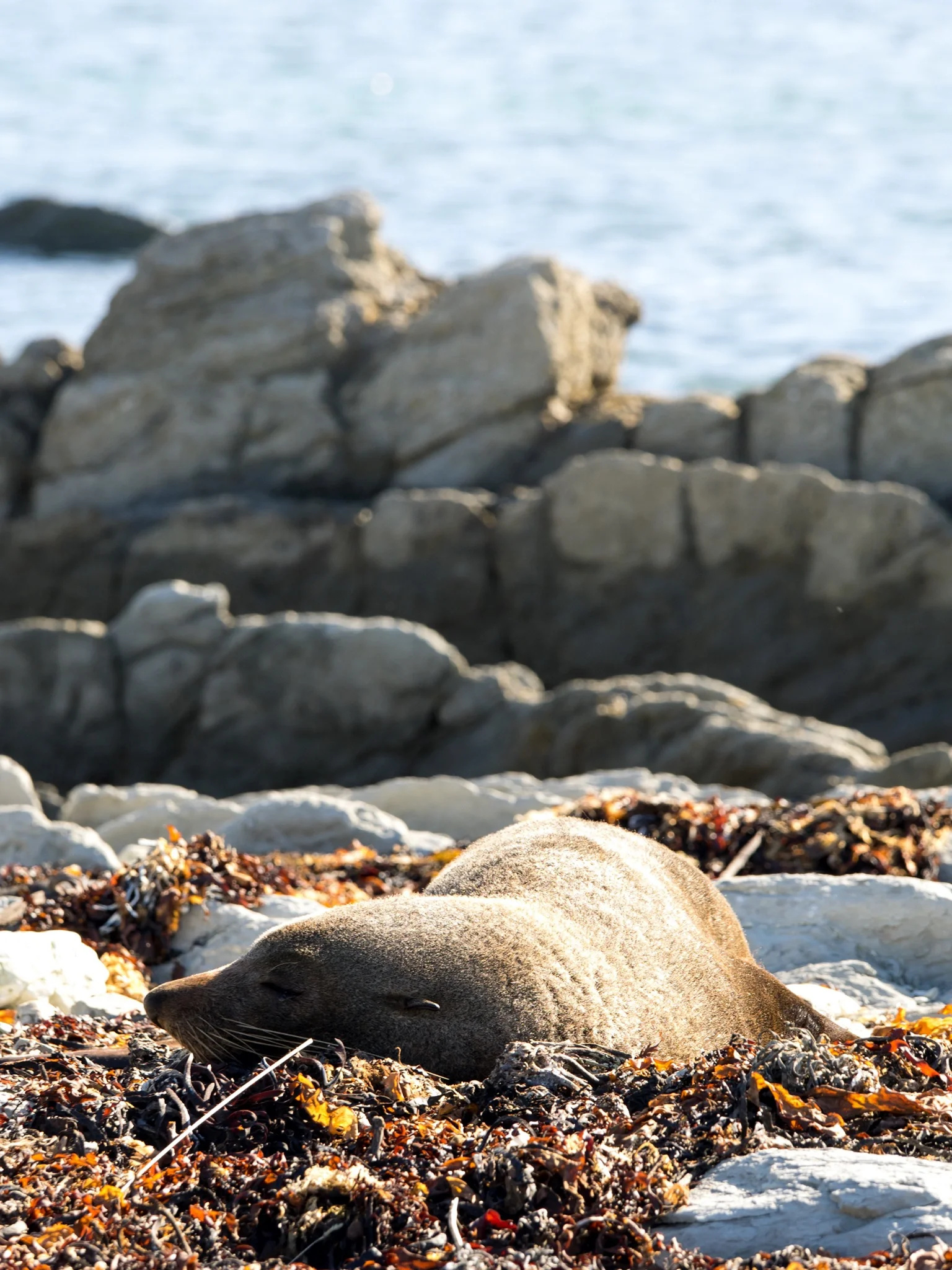 新西兰南岛｜九日游🚗东海岸自驾超细攻略
