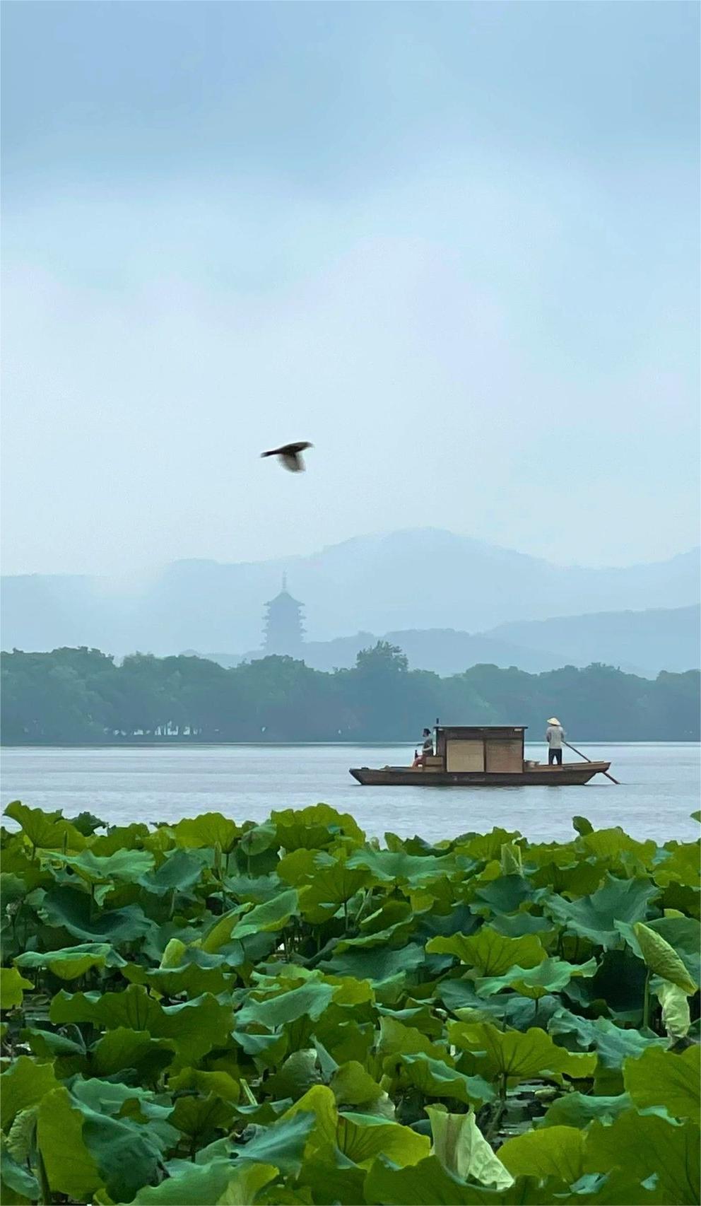 西湖平价茶室🍵荷叶让梅雨季变得可爱🤡
