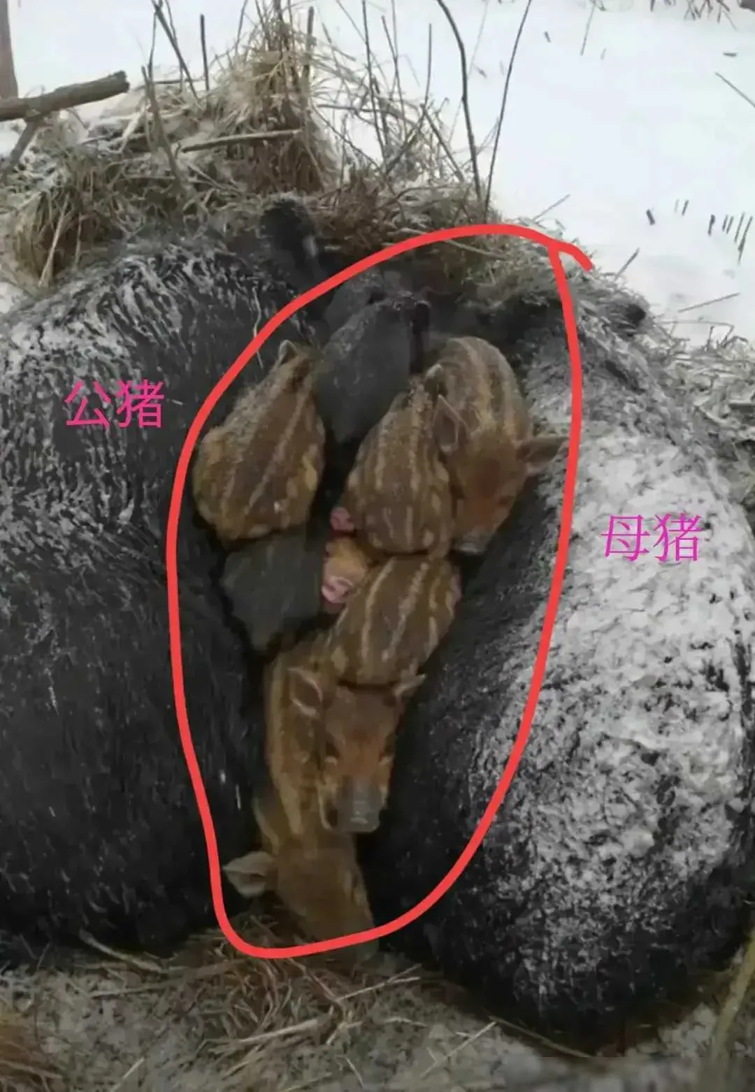 野猪一家过冬的秘密被揭穿。刷新了人们对自然界适者生存的新认识。
