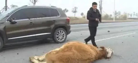 一朋友撞死了人家的牛，赔了1万9给牛主人。他觉得既然赔钱了，牛就不应该浪费，想把