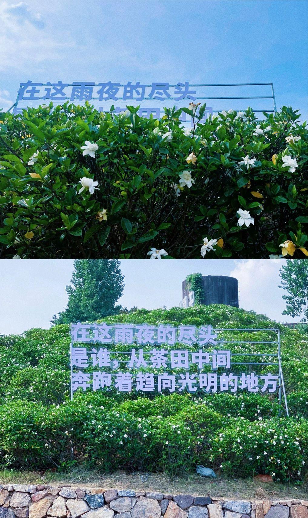 南京最美栀子花海❗藏在响堂山谷里的艺术节