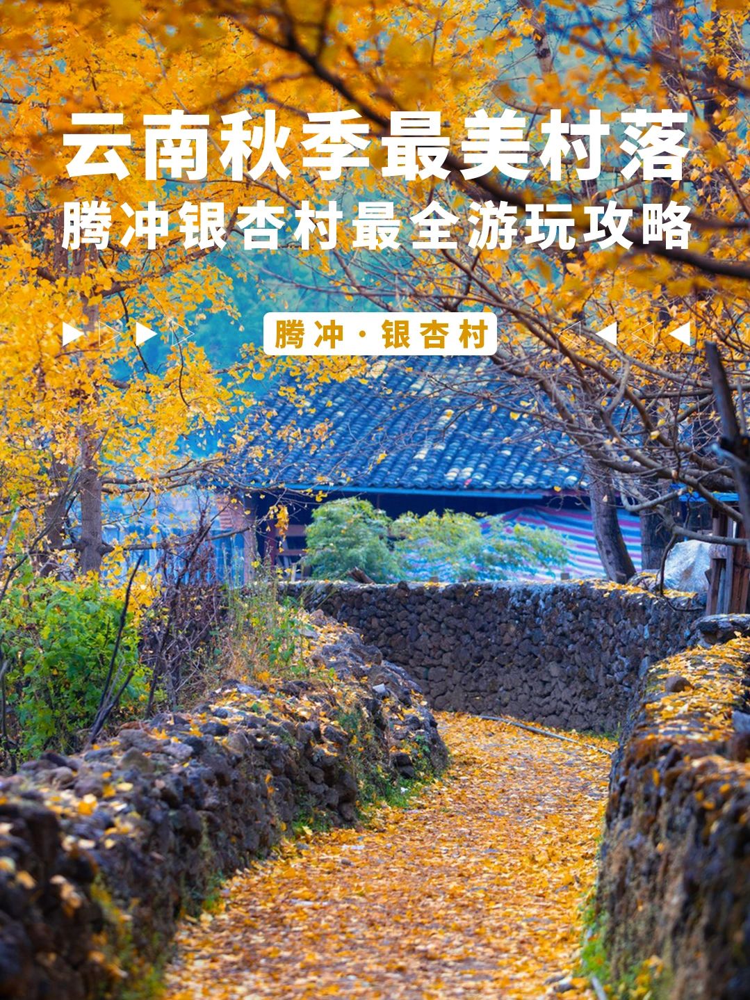 云南秋季最美村落·腾冲银杏村全攻略