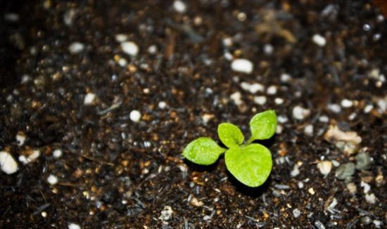 






草木灰用来养花作用大、效果好

草木灰在种花时，可作为底肥进行使用