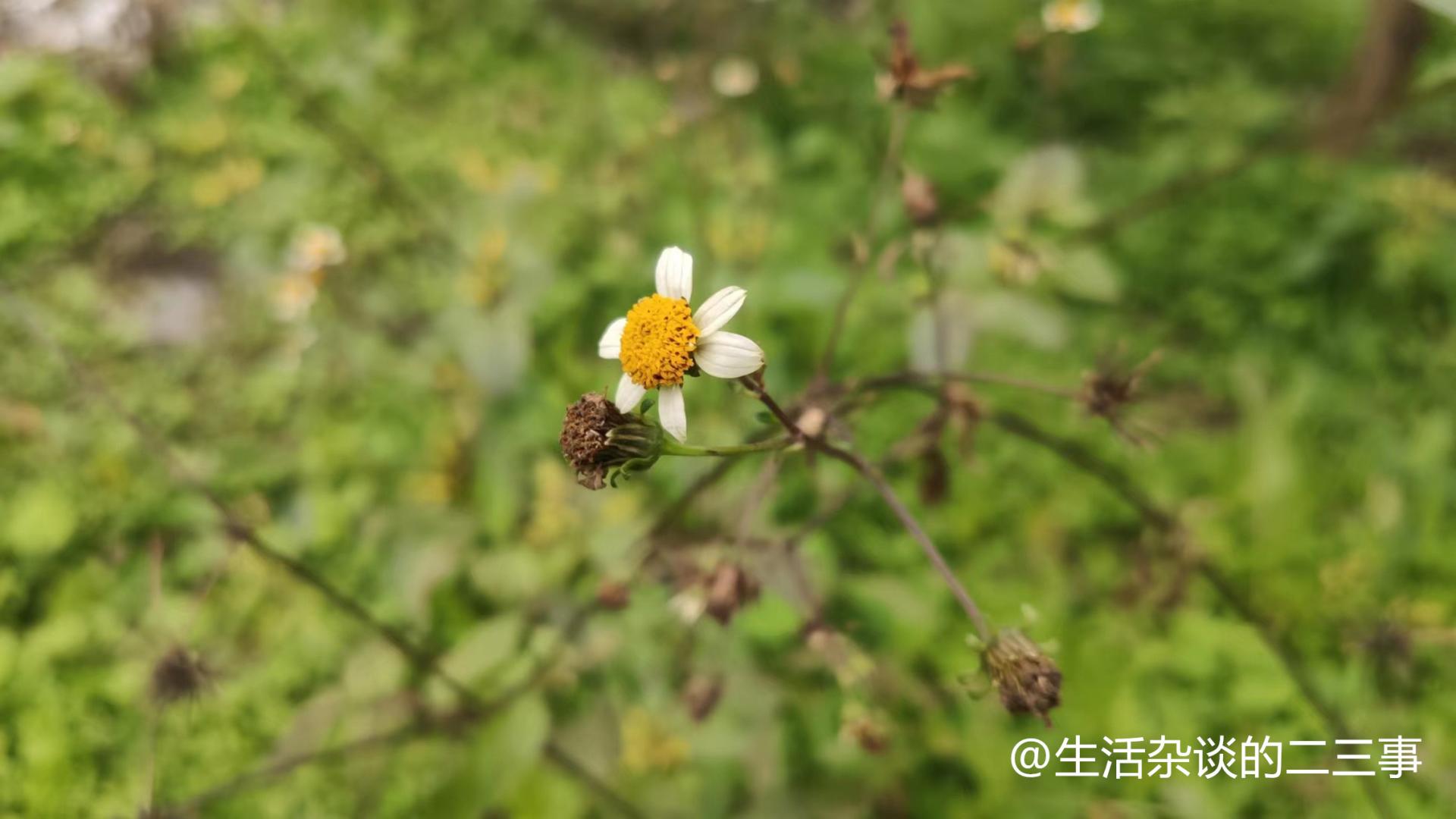 清明将至：清明祭祖时间有哪些讲究? 扫墓什么花最好? 要买哪些东西