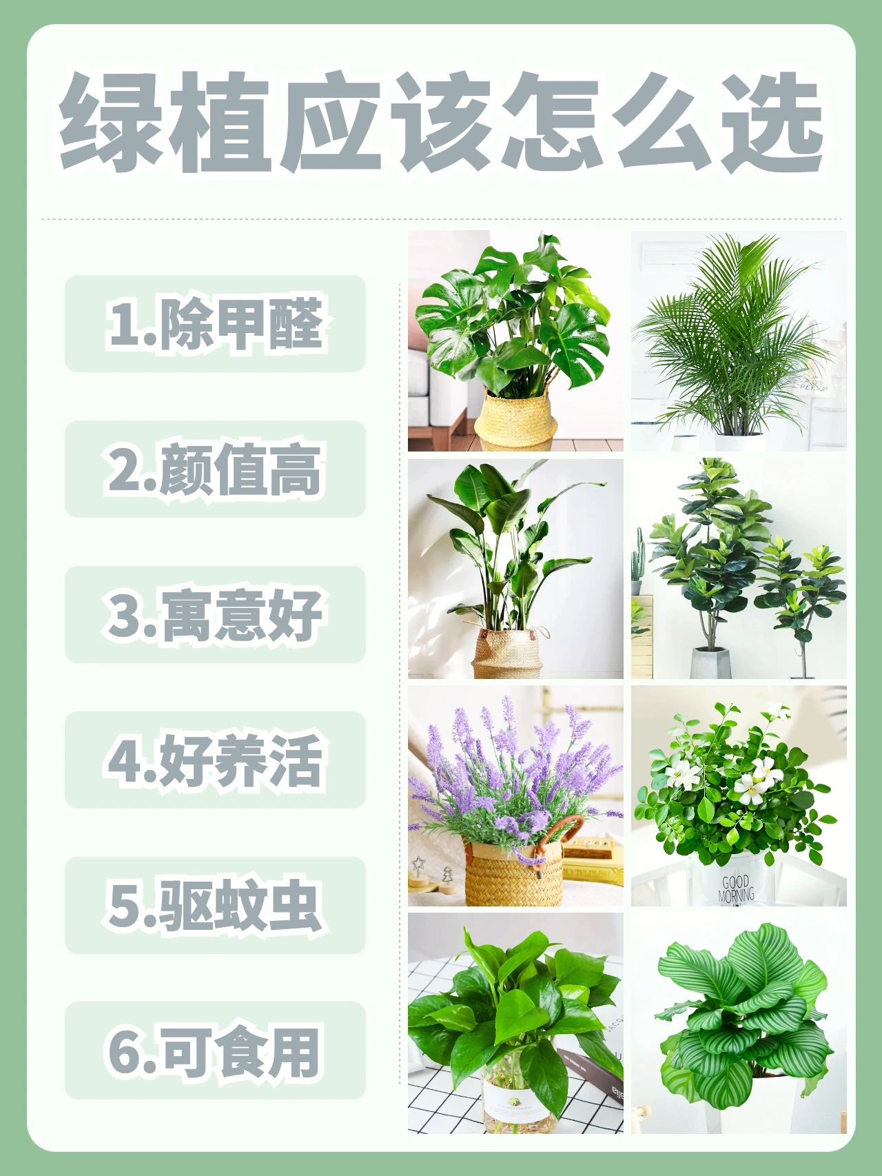 不会选绿植？#驱虫植物#