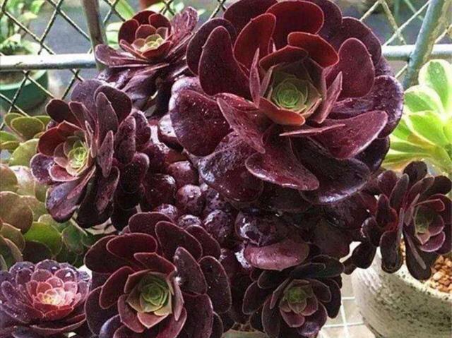 





多肉黑法师，做好4细节，色泽黑亮、长势旺

很多第一次养多肉黑法师的