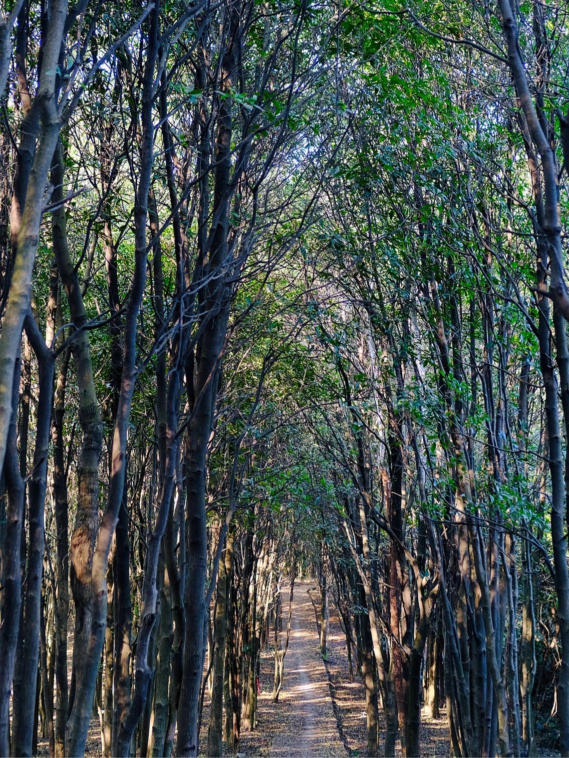徒步 | 广州近郊徒步，0.5星难度