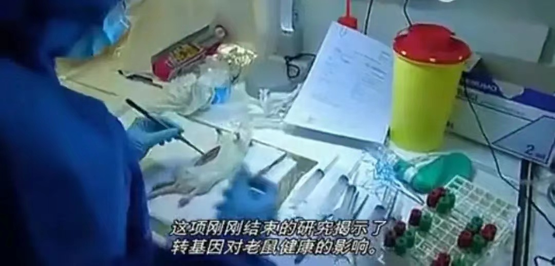 转基因食品吃了两年就肿瘤了 ，国外一实验室赛拉利尼教授对哺乳动物icon小白鼠i