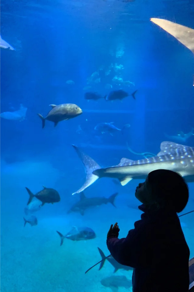 大阪湾区亲子全攻略｜海游馆摩天轮乐高坐船