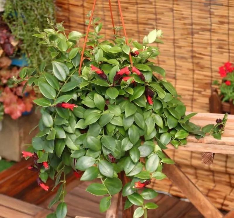 





吊兰的植物美学，分享几款美美的吊兰
我一直觉得吊兰是个神奇的物种，很