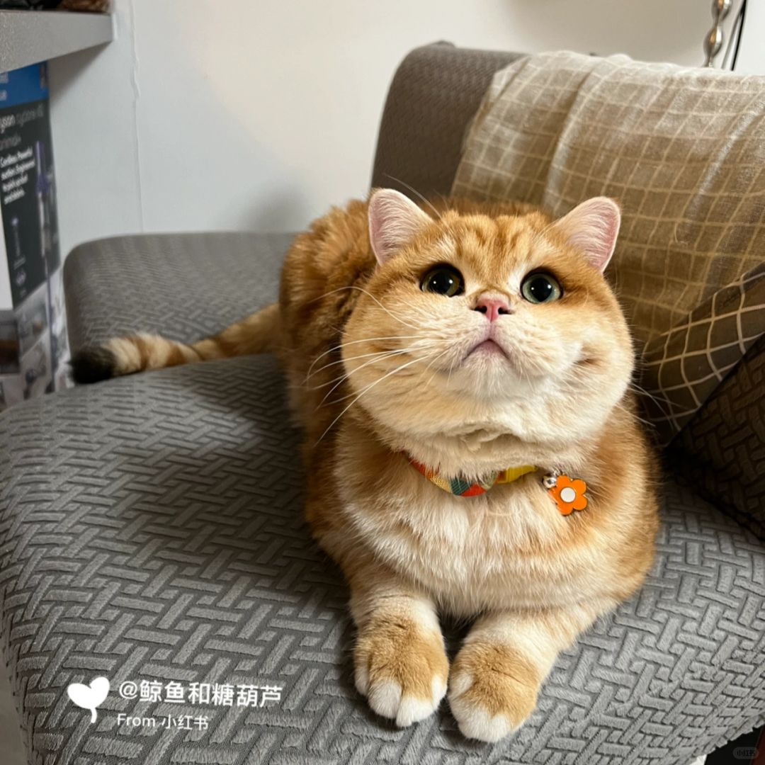 🐱一米八大长腿
现在可以占两个凳子的猫条条🐱
谁还没有一米八大长腿了哼