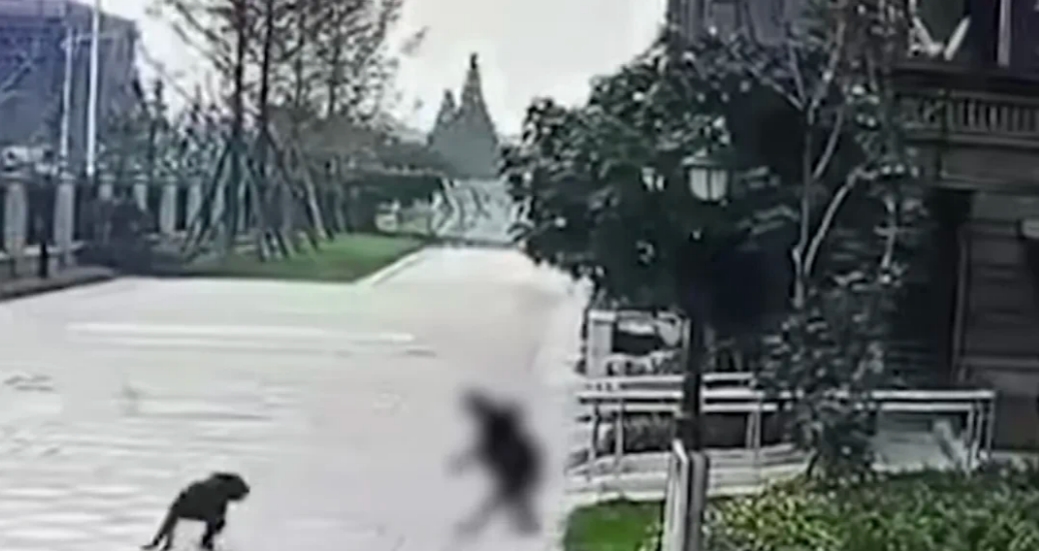 成都某小区咬人的狗是罗威纳犬，又被称为世界最强防爆犬，属于烈性犬。

面对罗威纳