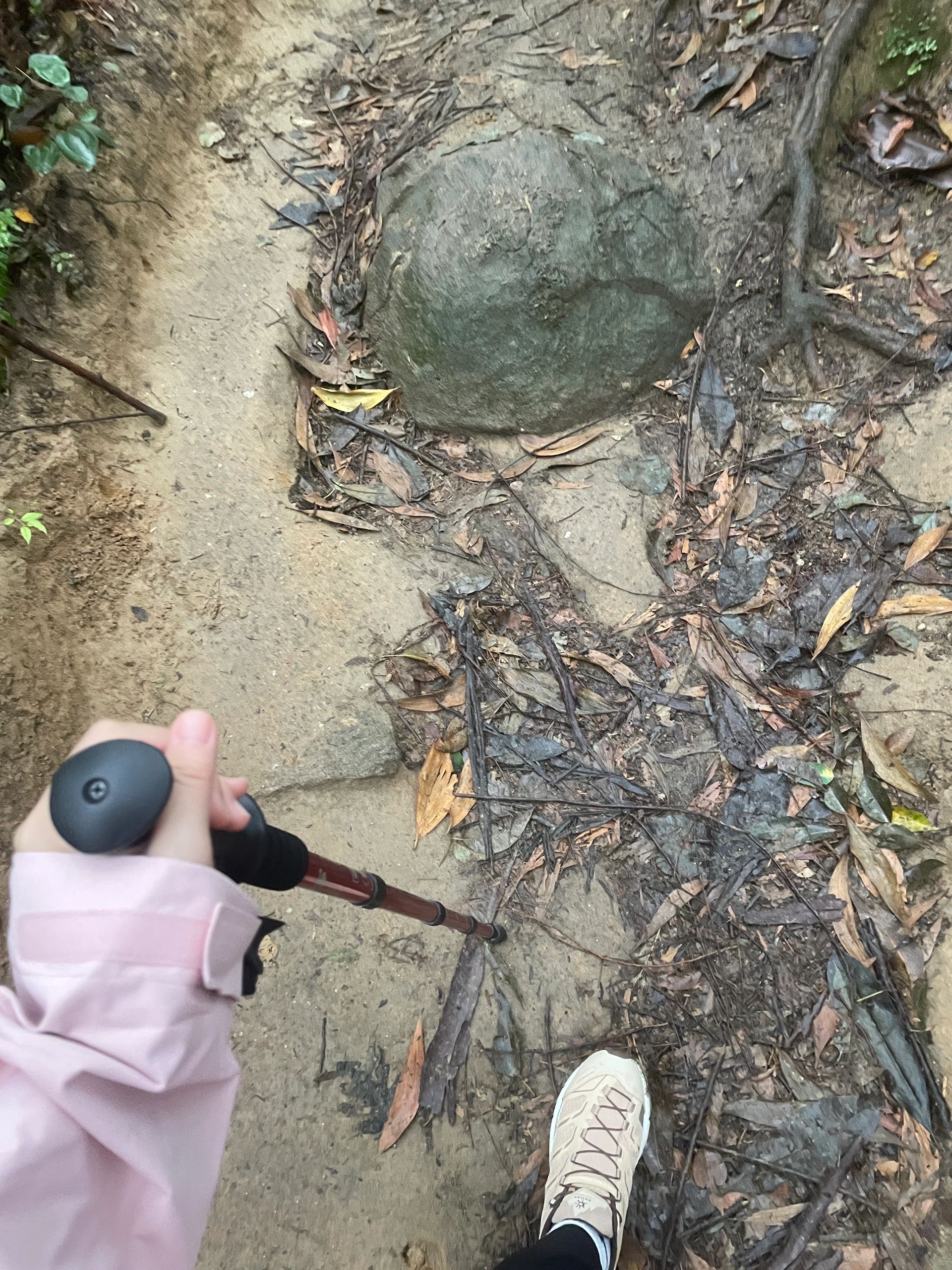 广州周末｜徒步｜森林氧吧丛林探险～火凤线