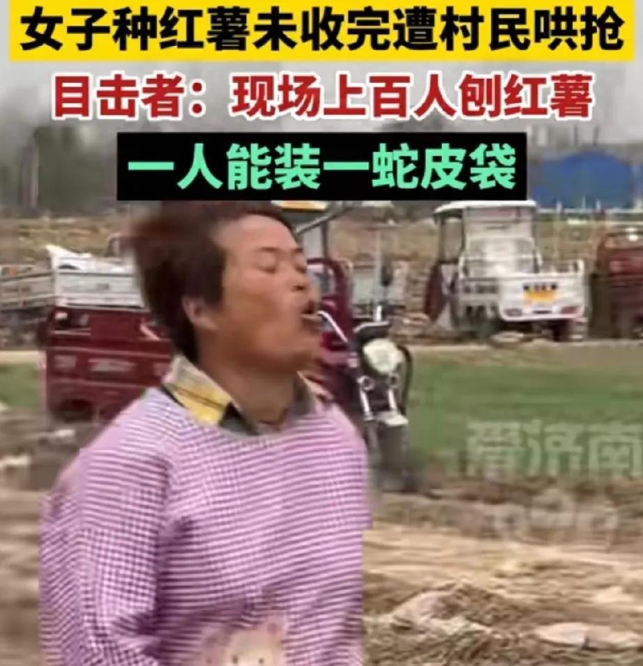 又是哄抢。河南周口，一女子的红薯地遭到100多名村民哄抢，这些村民们拿着工具不断