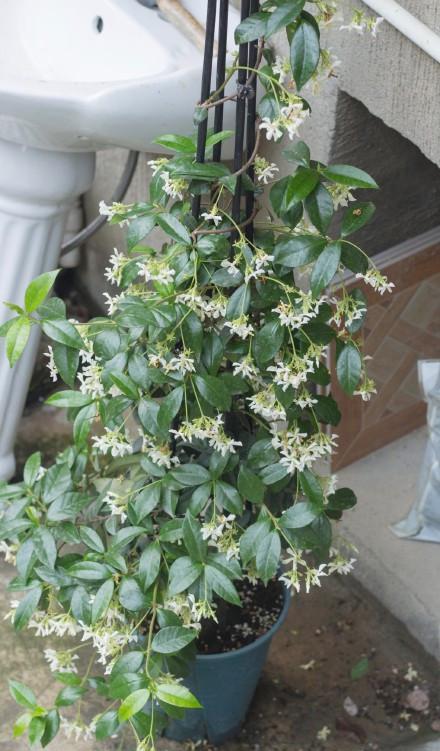 风车茉莉，不像名字那样柔美与娇气就是它最大的优势。
喜欢低成本，省心好养的话最适