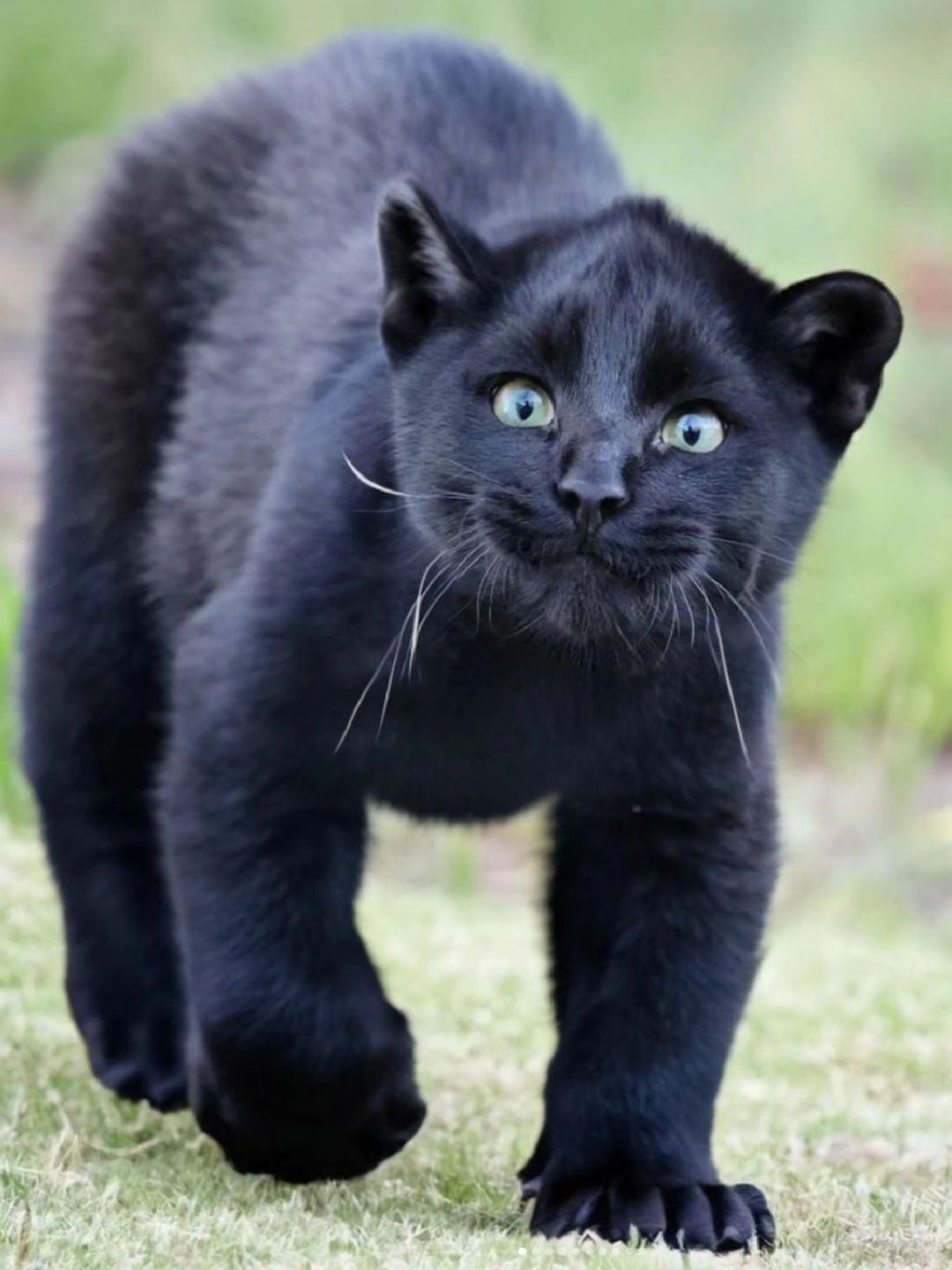 没错，黑猫就是百搭脸