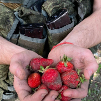 草莓红似血